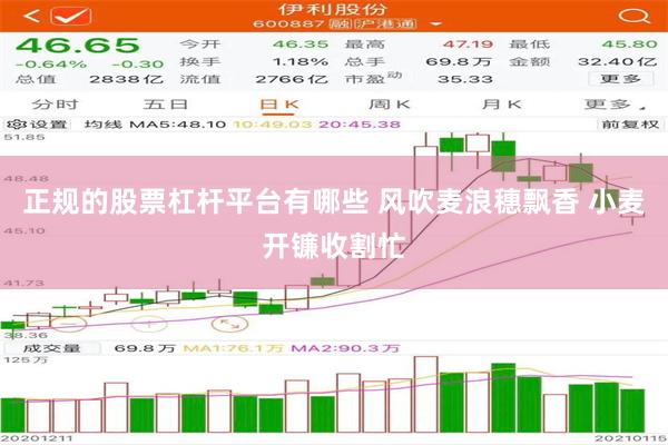 正规的股票杠杆平台有哪些 风吹麦浪穗飘香 小麦开镰收割忙